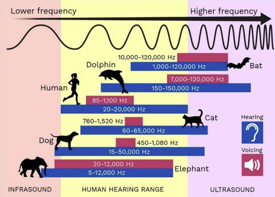 Fat, Hormones, and BioAcoustics – Jan 2025
