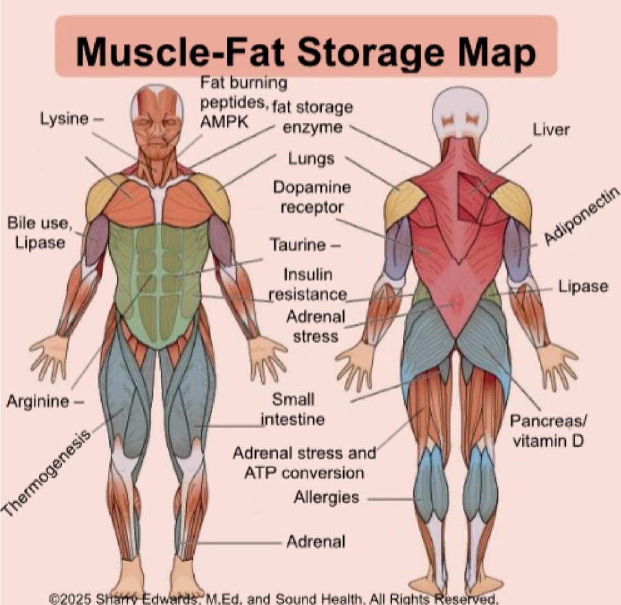 Body Connections